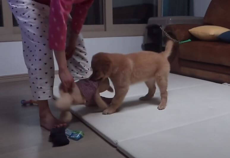 ゴールデンレトリーバー,動画