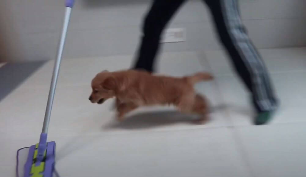 ゴールデンレトリーバー,動画