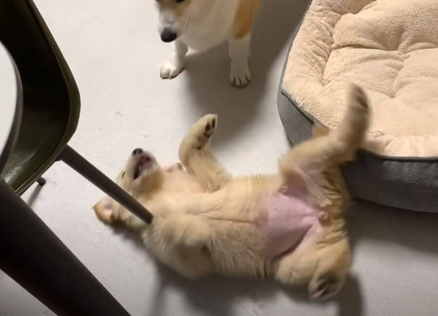 ゴールデンレトリーバー,動画