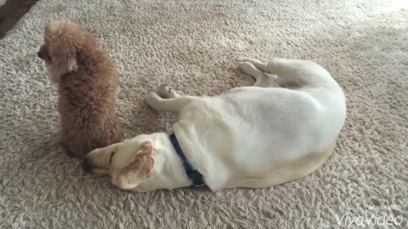 ラブラドールレトリーバー,動画