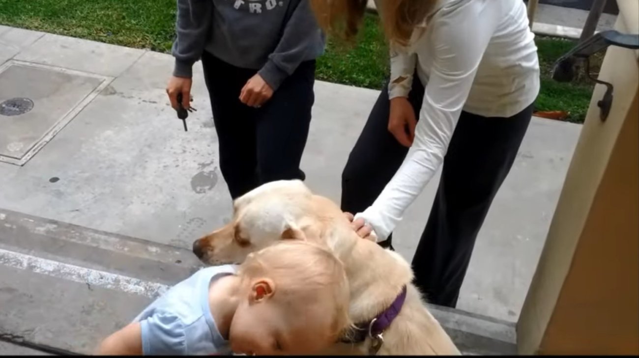 ラブラドールレトリーバー,動画