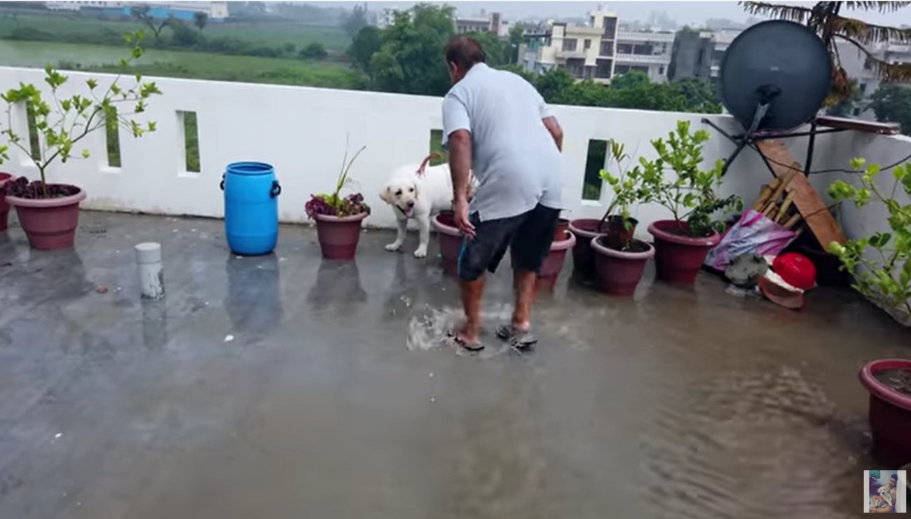 ラブラドールレトリーバー,動画