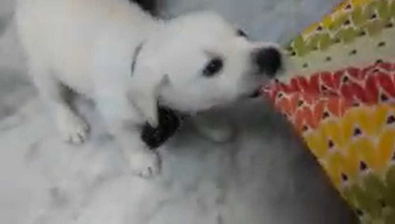 ラブラドールレトリーバー,動画