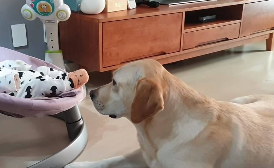 ラブラドールレトリーバー,動画