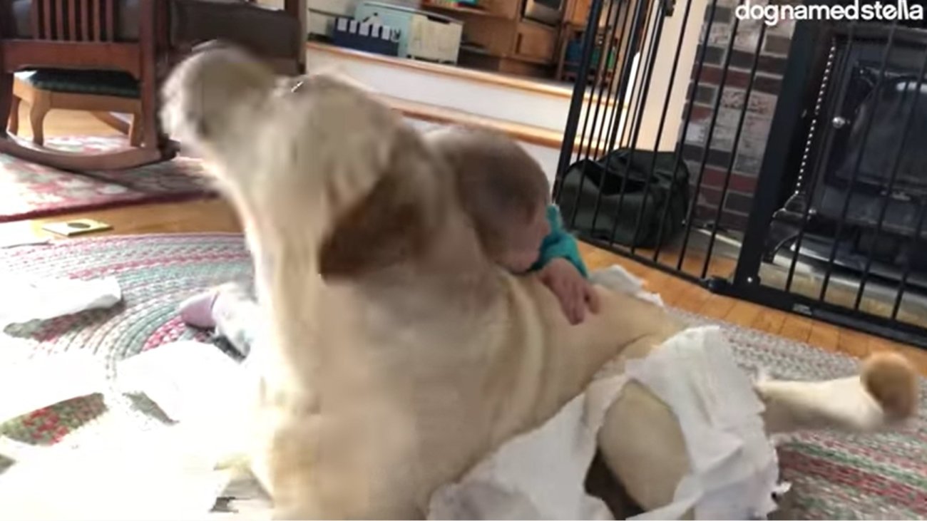 ラブラドールレトリーバー,動画