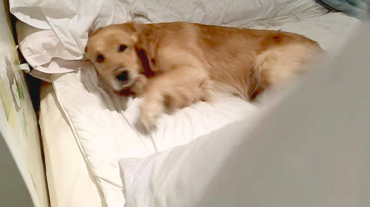 ゴールデンレトリーバー,動画