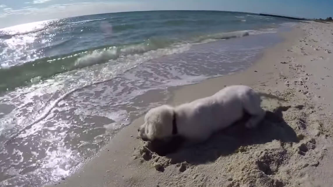 ラブラドールレトリーバー,動画