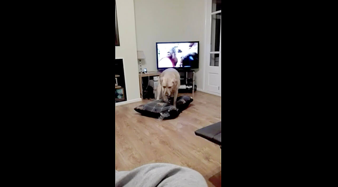 ラブラドールレトリーバー,動画