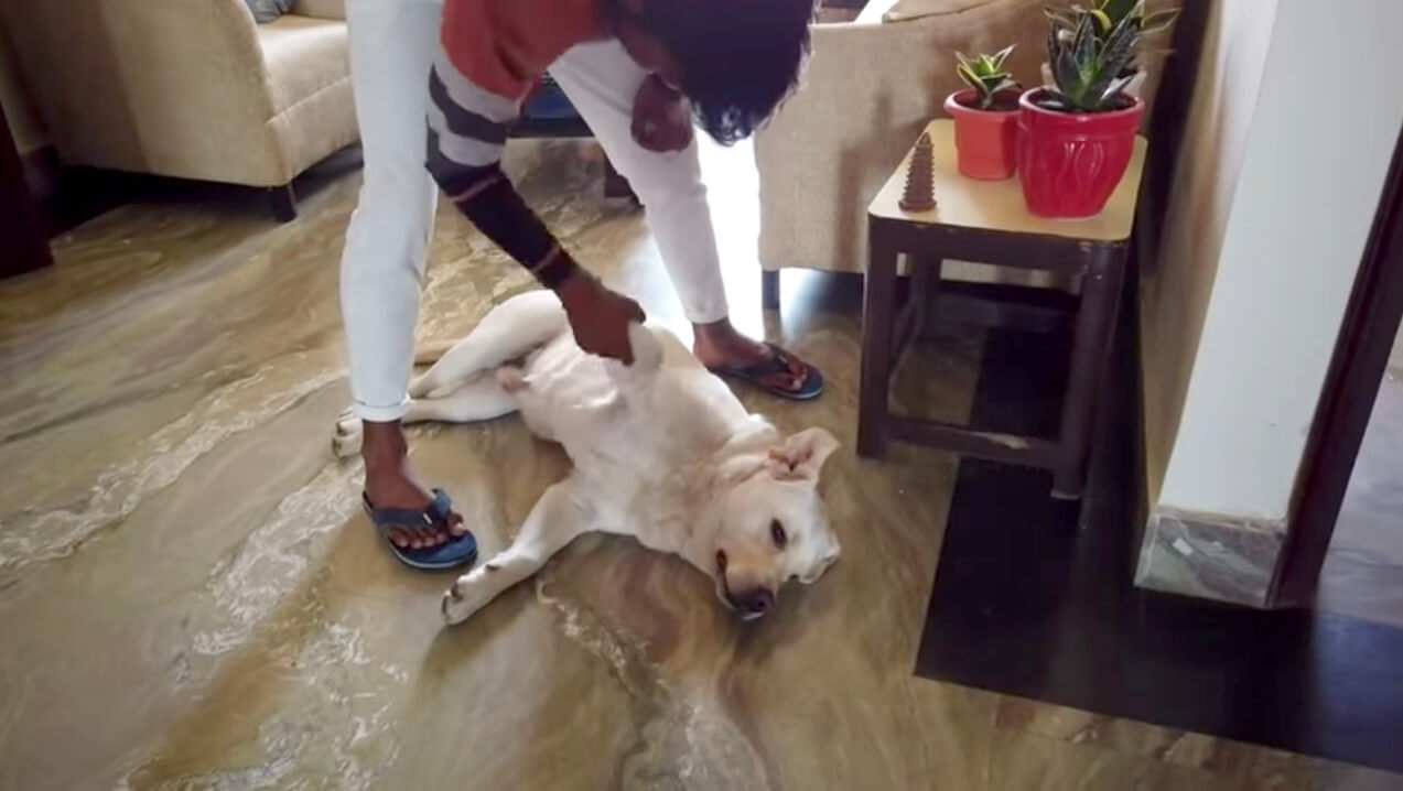 ラブラドールレトリーバー,動画