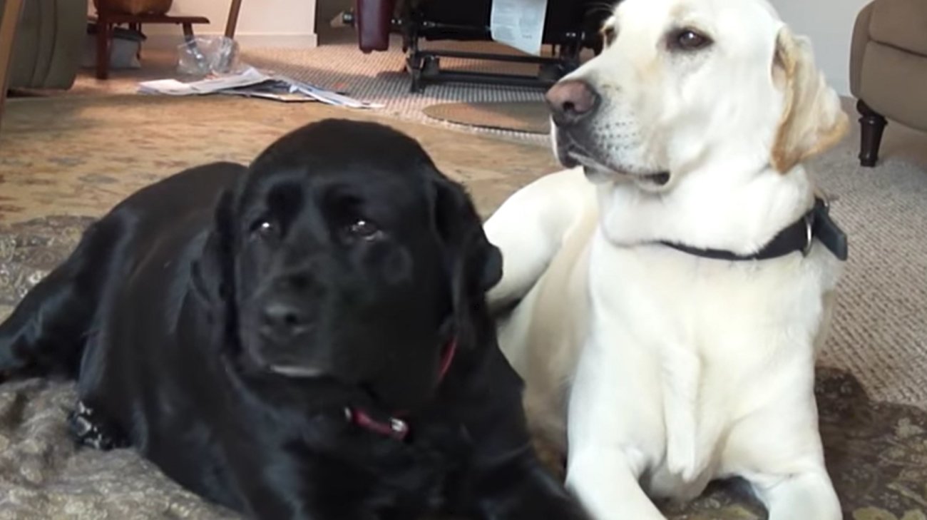 ラブラドールレトリーバー,動画