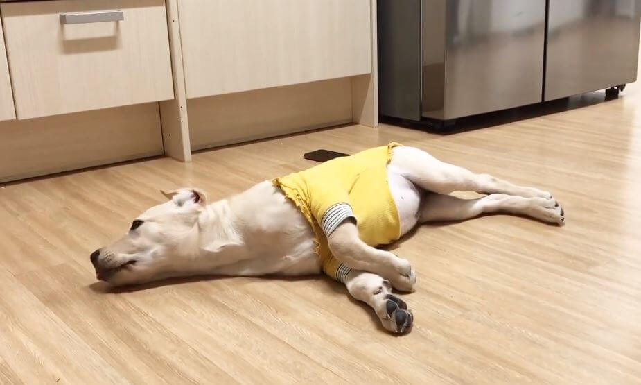 ラブラドールレトリーバー,動画