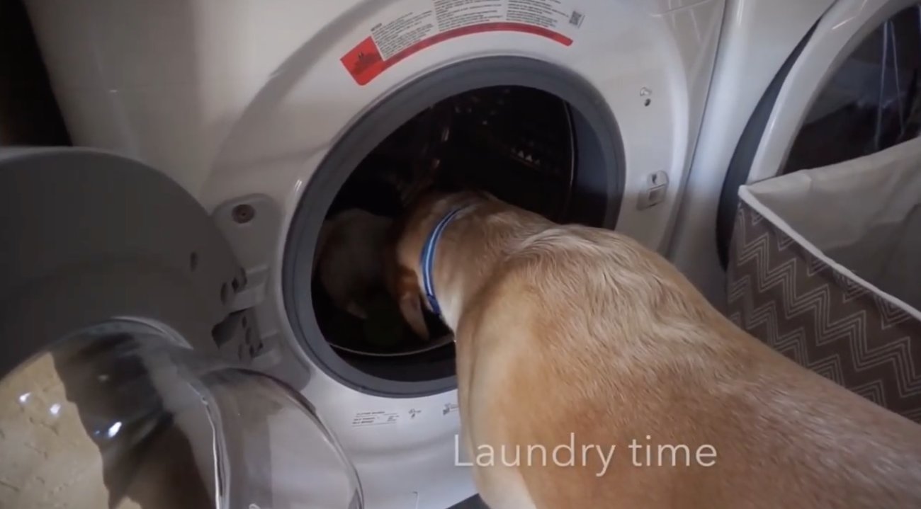 ラブラドールレトリーバー,動画