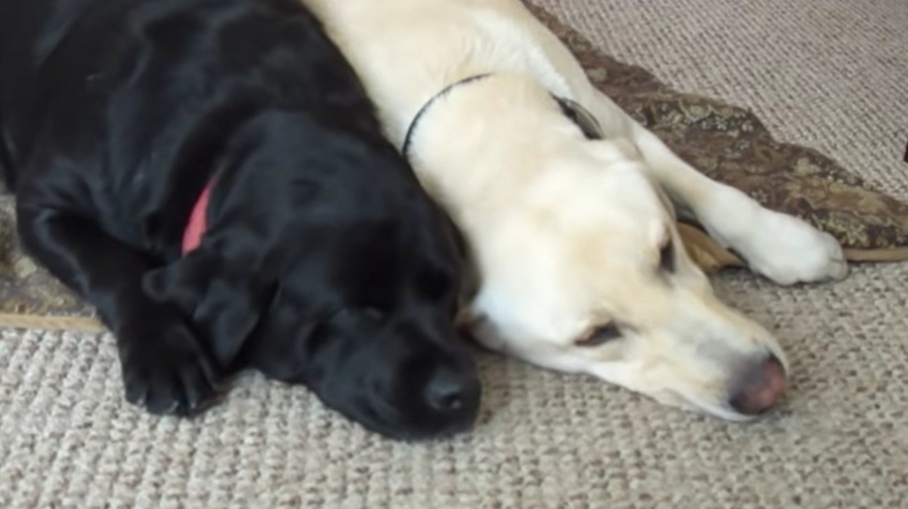 ラブラドールレトリーバー,動画