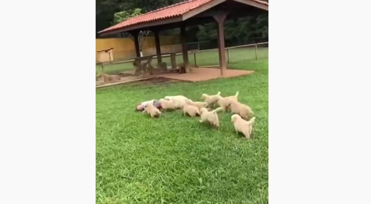 ゴールデンレトリーバー,動画