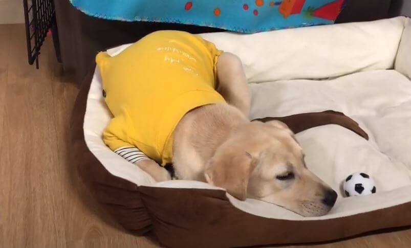 ラブラドールレトリーバー,動画