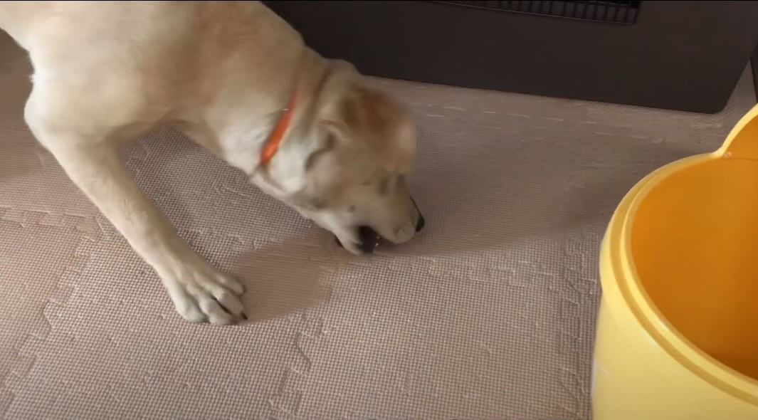 ラブラドールレトリーバー,動画