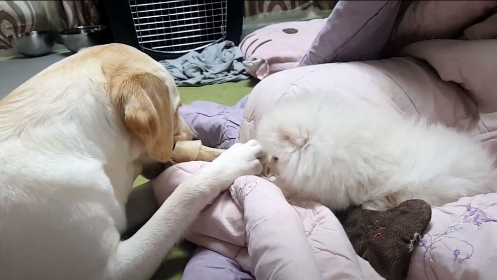 ラブラドールレトリーバー,動画