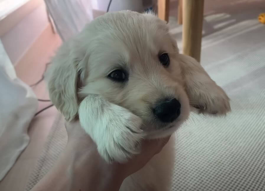 ゴールデンレトリーバー,動画