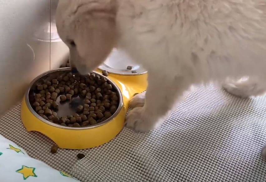 ゴールデンレトリーバー,動画