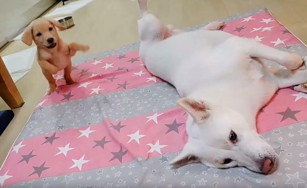 ラブラドールレトリーバー,動画