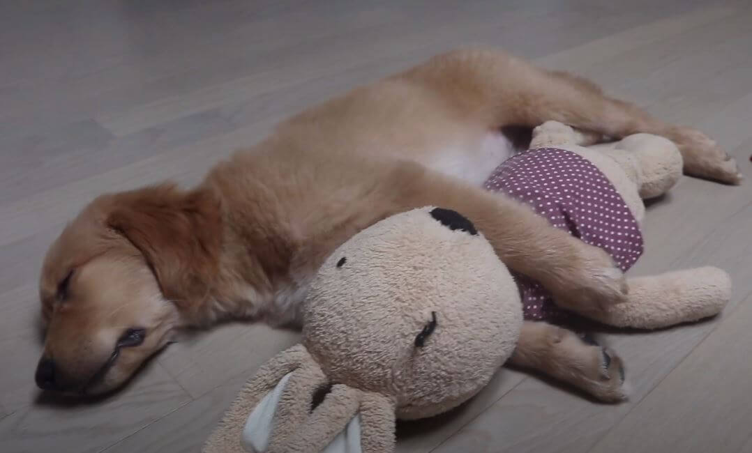 ゴールデンレトリーバー,動画