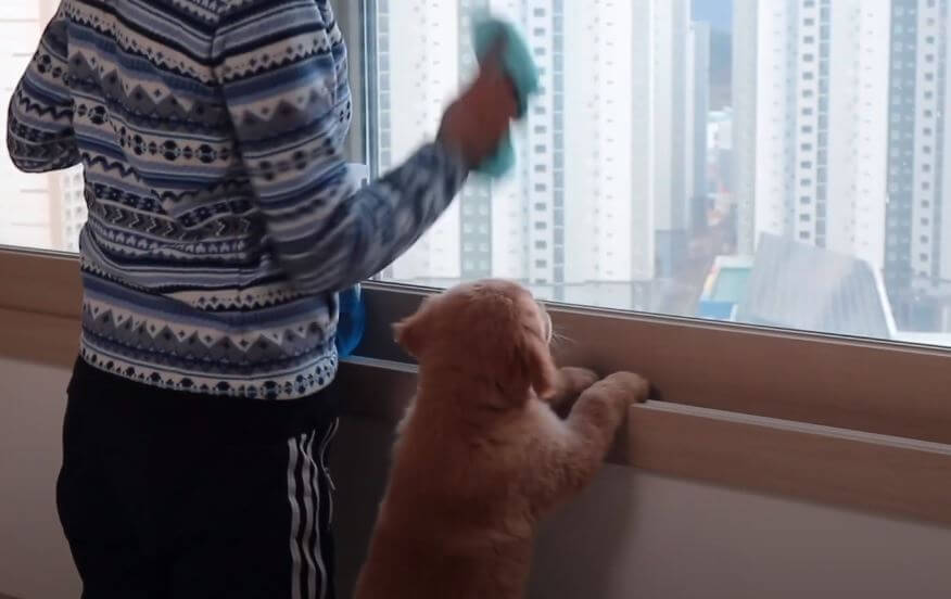 ゴールデンレトリーバー,動画