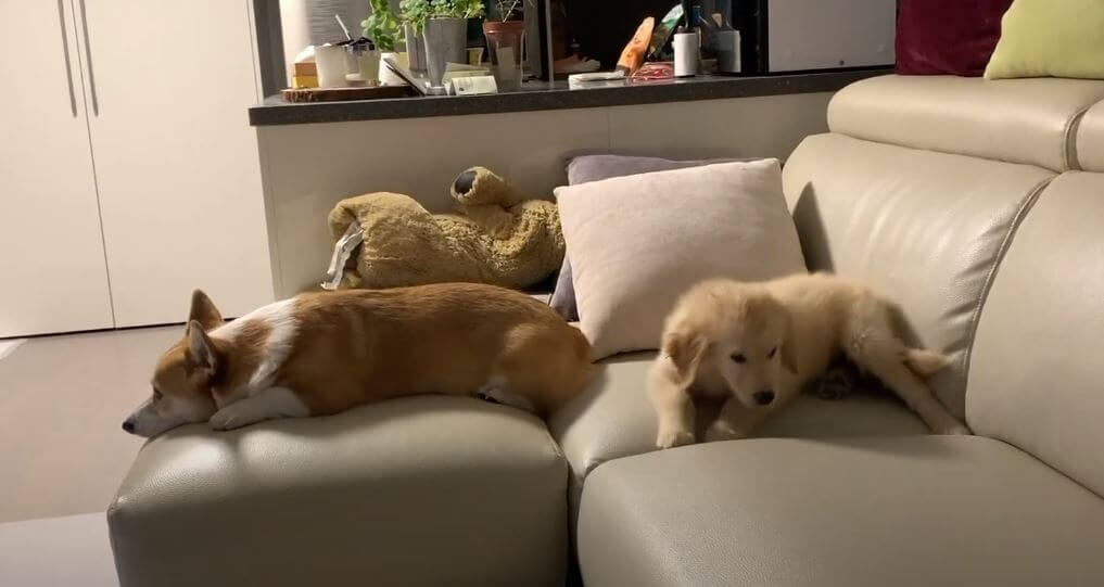 ゴールデンレトリーバー,動画