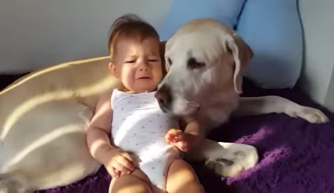 ラブラドールレトリーバー,動画