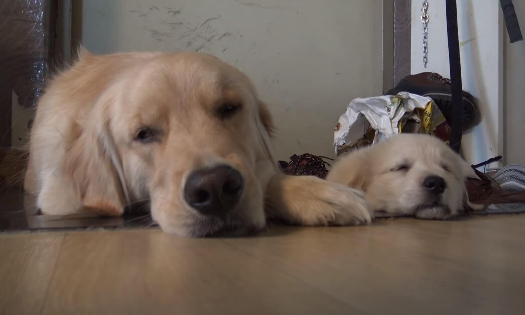 ゴールデンレトリーバー,動画