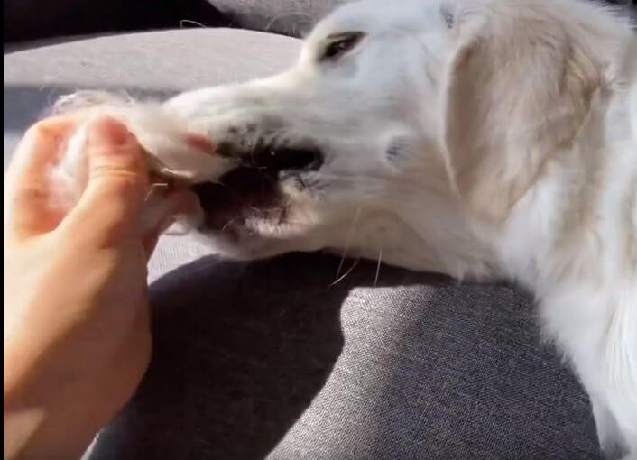 ゴールデンレトリーバー,動画