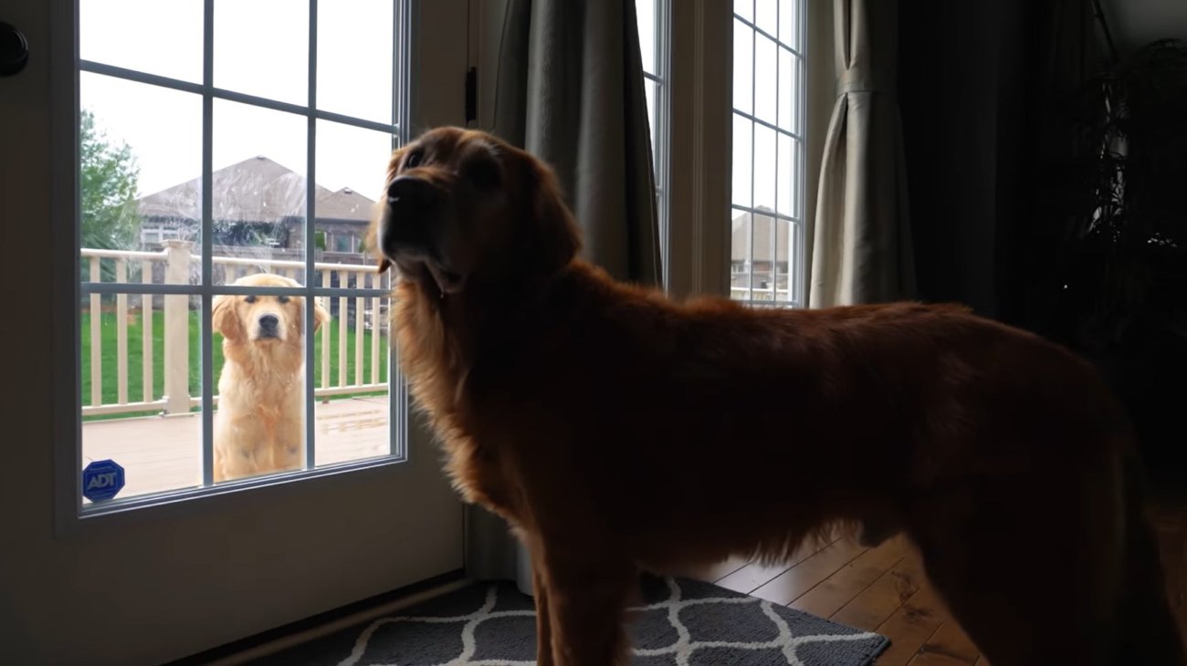 ゴールデンレトリーバー,動画