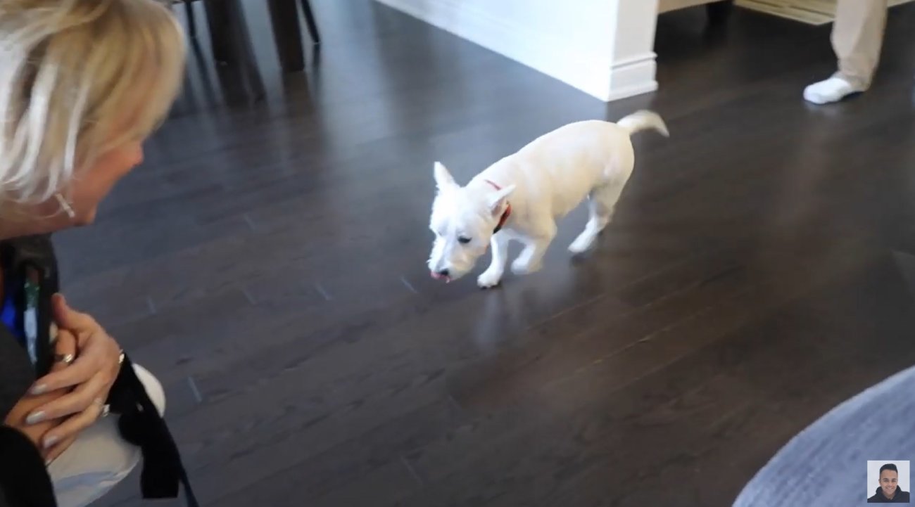 ゴールデンレトリーバー,動画