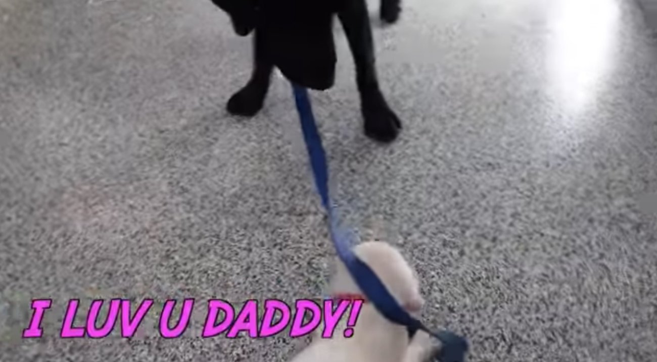 ラブラドールレトリーバー,動画