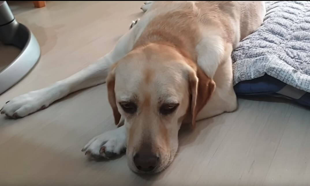 ラブラドールレトリーバー,動画