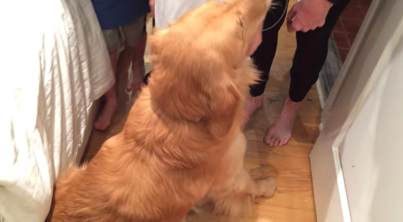 ゴールデンレトリーバー,動画