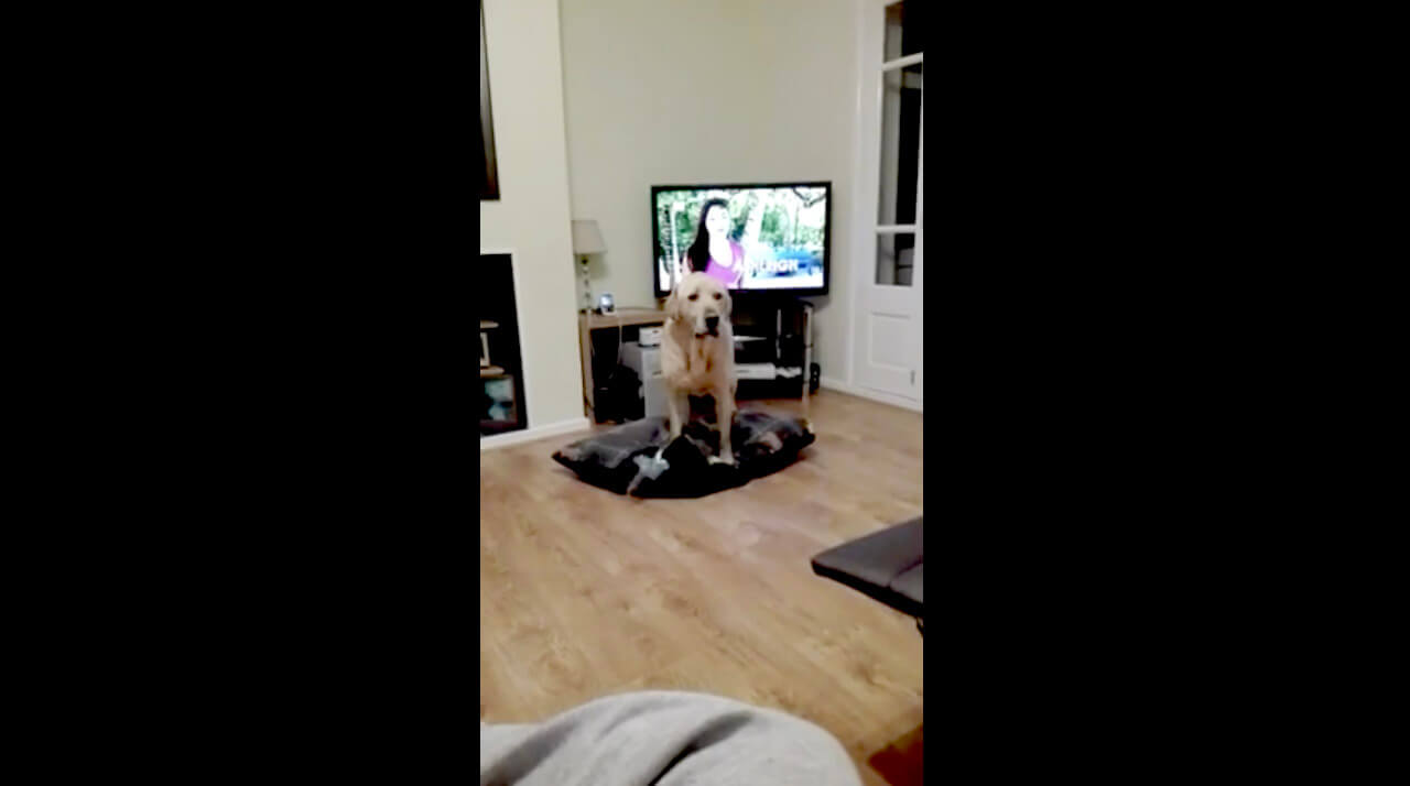 ラブラドールレトリーバー,動画