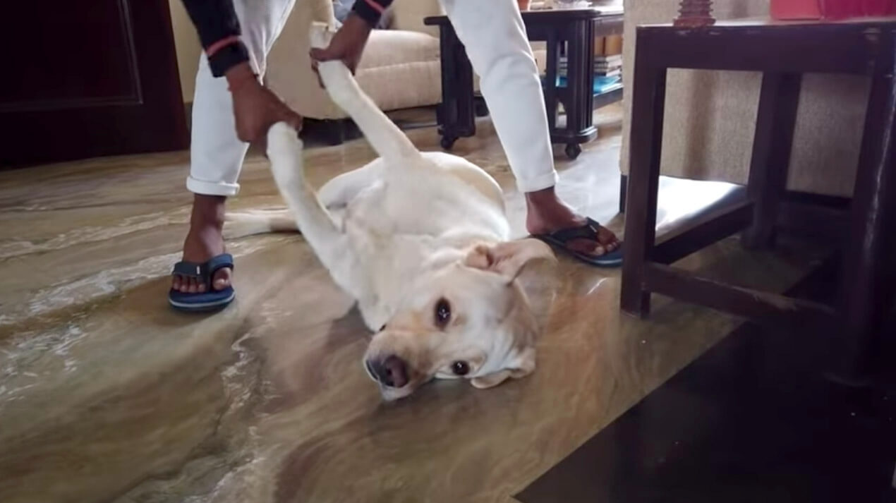 ラブラドールレトリーバー,動画