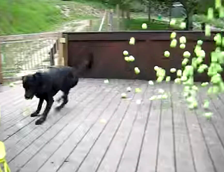 ラブラドールレトリーバー,動画