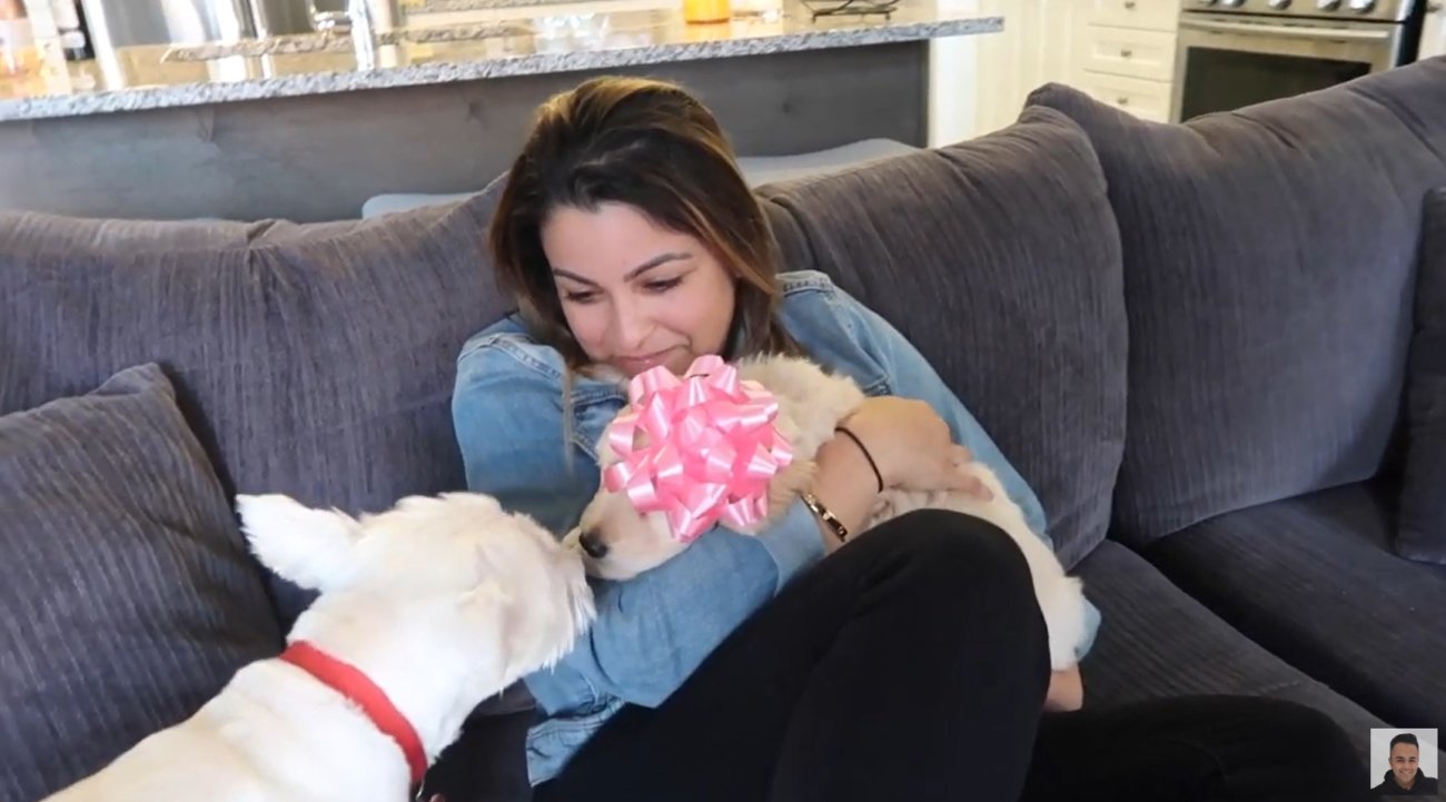 ゴールデンレトリーバー,動画