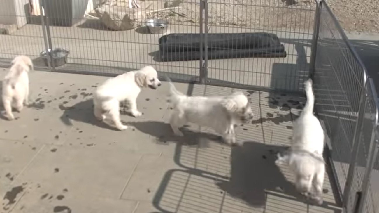 ゴールデンレトリーバー,動画