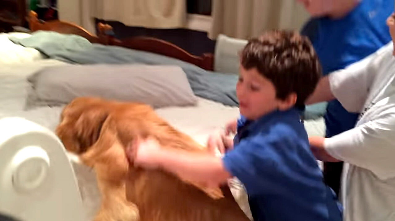 ゴールデンレトリーバー,動画