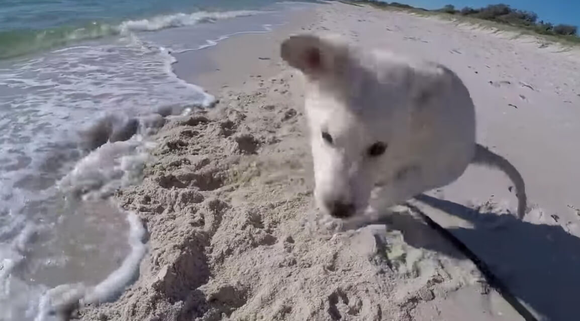 ラブラドールレトリーバー,動画