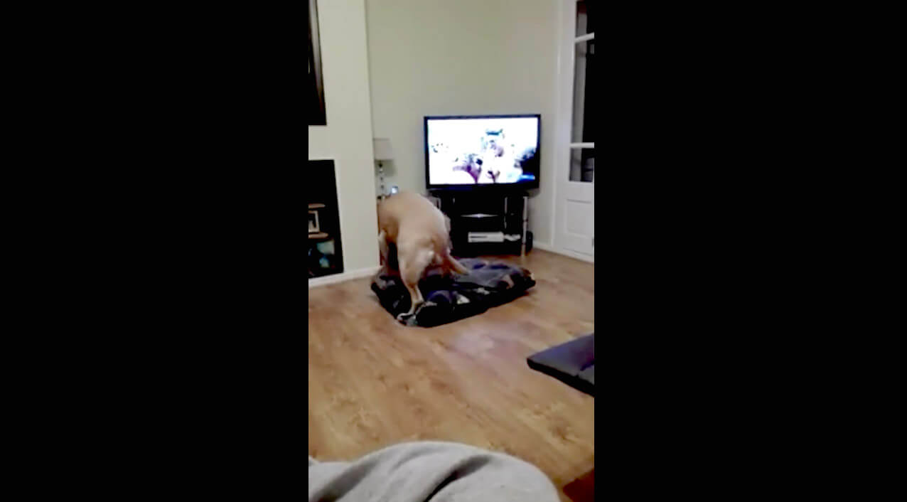 ラブラドールレトリーバー,動画