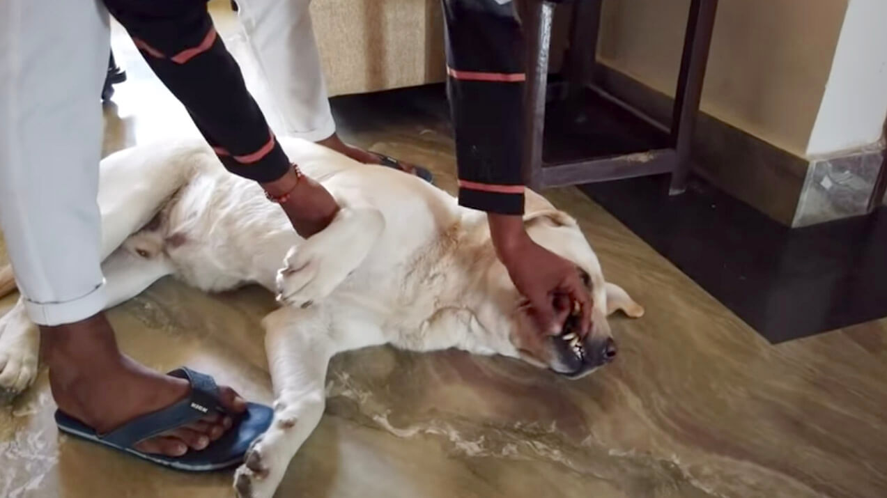 ラブラドールレトリーバー,動画