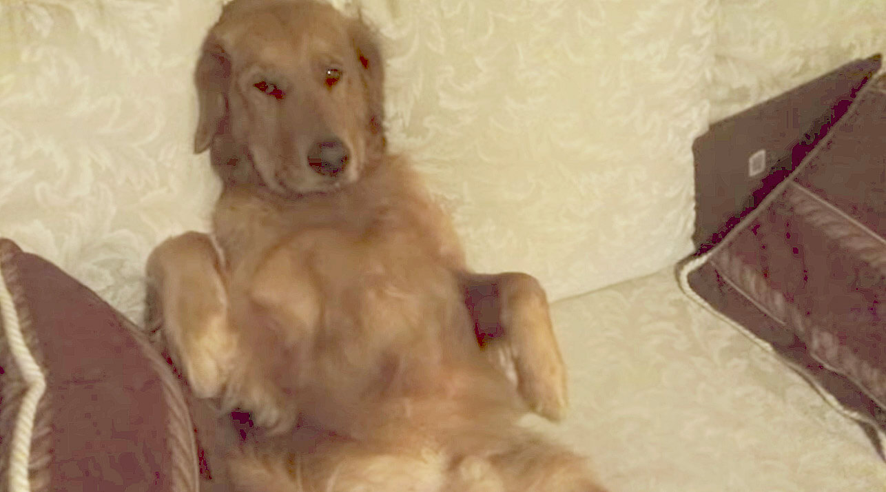 ゴールデンレトリーバー,動画