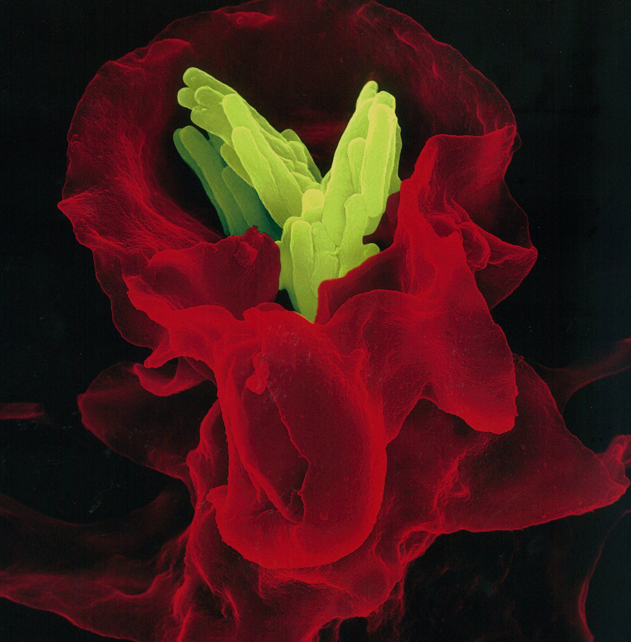 レトリーバー,ごはん