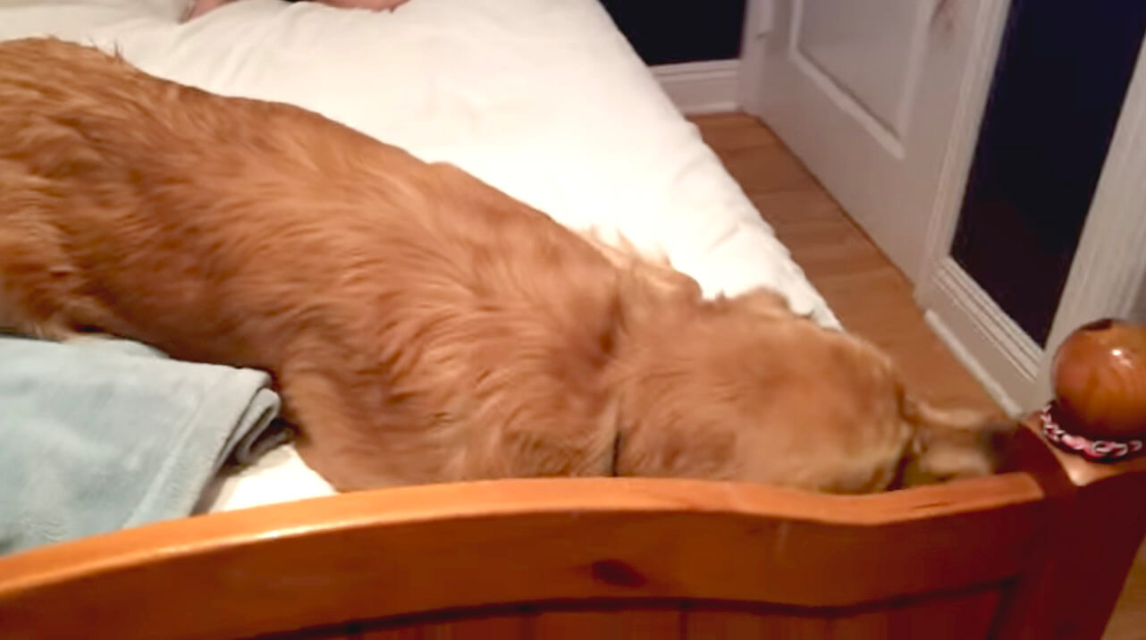 ゴールデンレトリーバー,動画