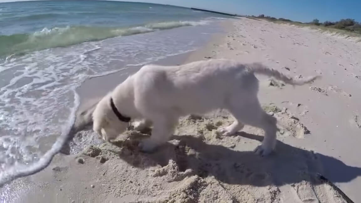 ラブラドールレトリーバー,動画