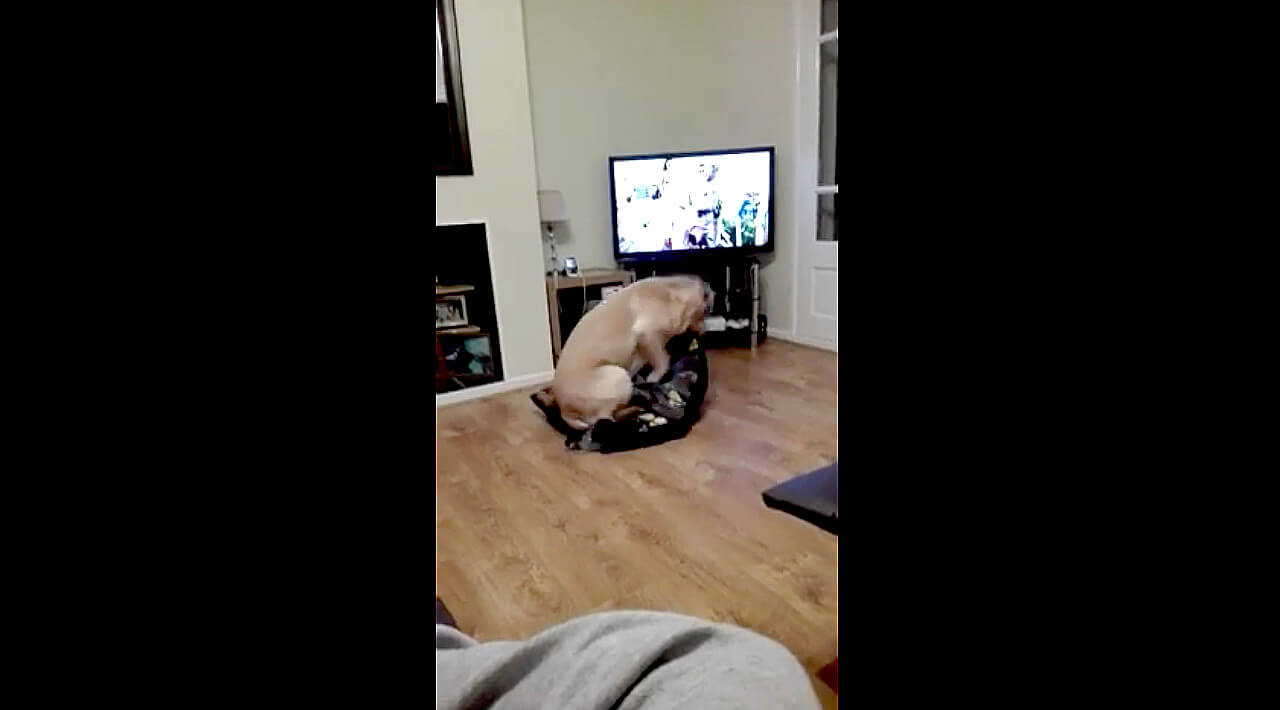 ラブラドールレトリーバー,動画