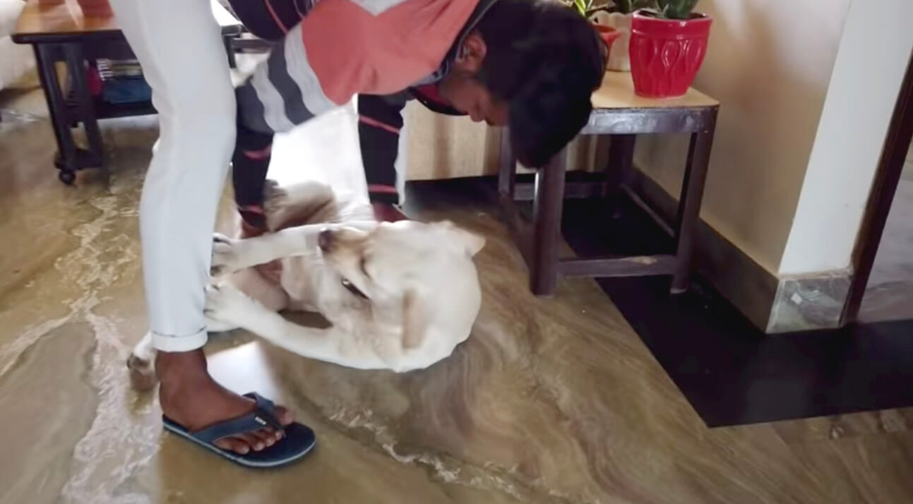 ラブラドールレトリーバー,動画